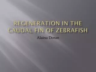 Regeneration in the caudal fin of Zebrafish