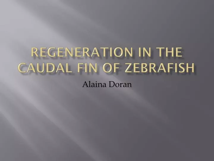 regeneration in the caudal fin of zebrafish