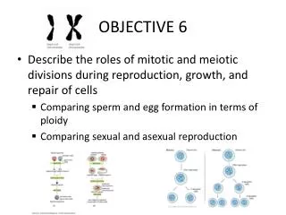 OBJECTIVE 6
