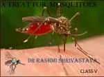 A TREAT FOR MOSQUITOES - slide 1