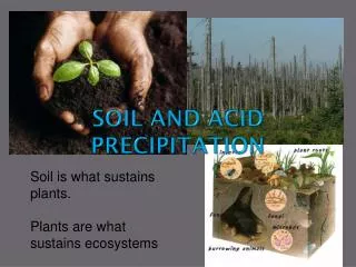 Soil and acid precipitation