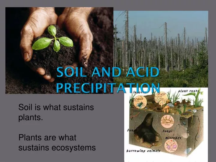 soil and acid precipitation