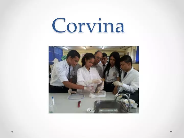 corvina