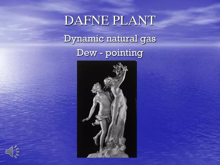 dafne plant