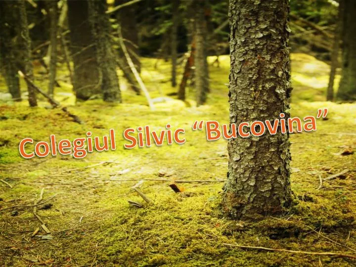 colegiul silvic bucovina