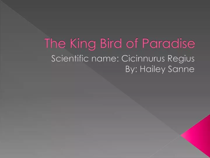 the king bird of paradise