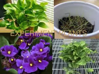 Experiment Plants