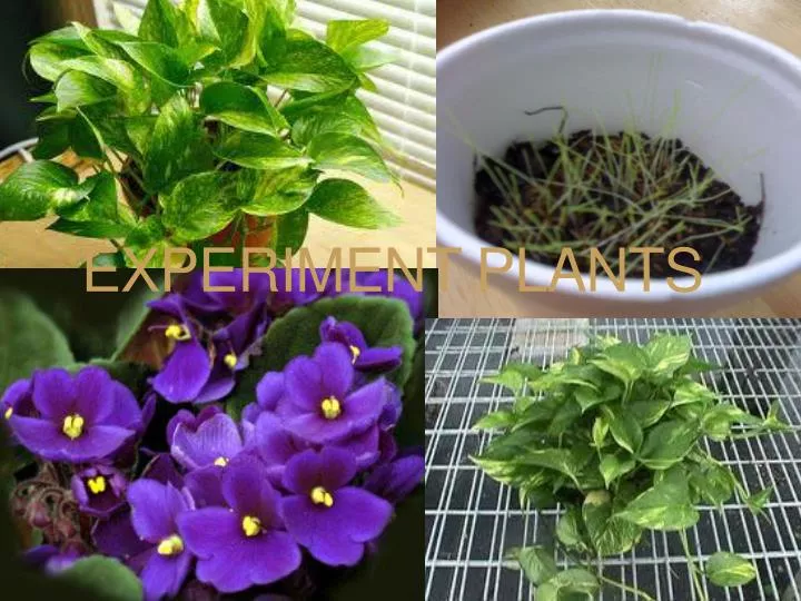experiment plants