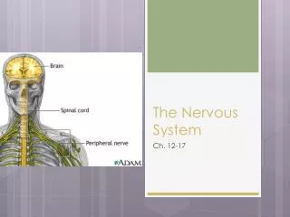 The Nervous System