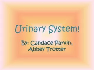 Urinary System!