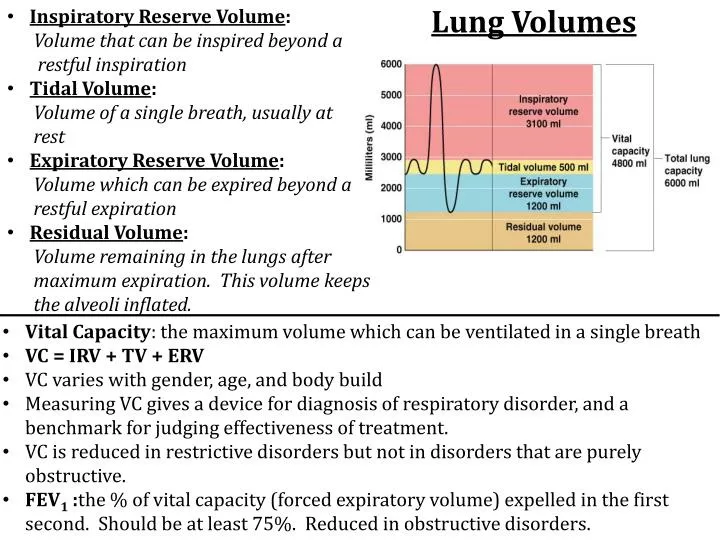 lung volumes