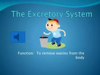 the excretory system
