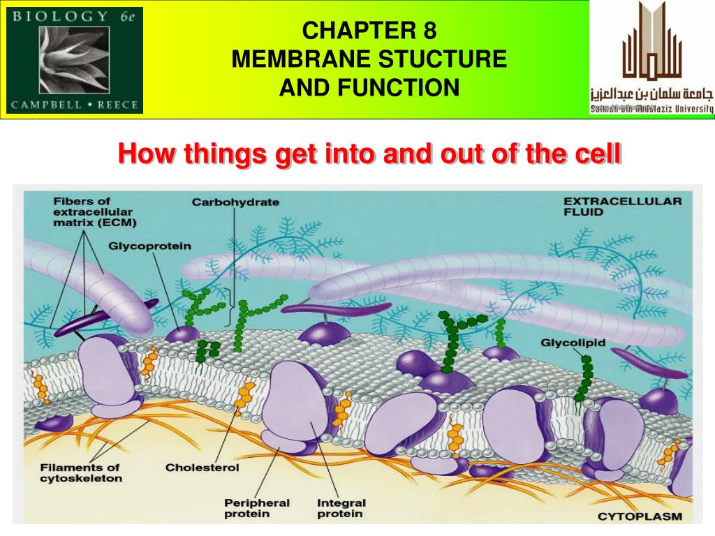 PPT - CHAPTER 5 THE STRUCTURE AND FUNCTION OF MACROMOLECULES PowerPoint ...