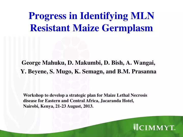 progress in identifying mln resistant m aize g ermplasm