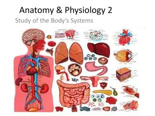 Anatomy &amp; Physiology 2