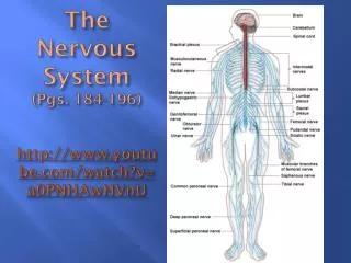 The Nervous System (Pgs. 184-196) http://www.youtube.com/watch?v=a0PNHAwHVnU