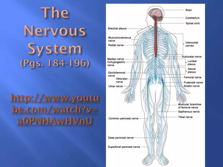 the nervous system pgs 184 196 http www youtube com watch v a0pnhawhvnu