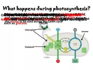 What happens during photosynthesis?