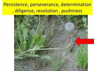 Persistence, perseverance, determination , diligence, resolution , pushiness