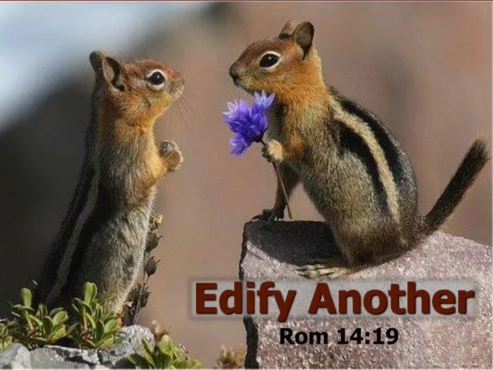 edify another