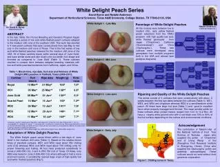 White Delight Peach Series David Byrne and Natalie Anderson