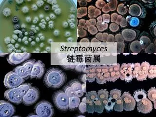Streptomyces ????