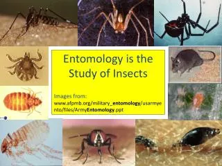 Entomology is the Study of Insects