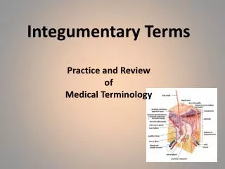 Integumentary Terms Practice and Review of Medical Terminology