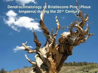 Dendroclimatology of Bristlecone Pine ( Pinus longaeva ) during the 20 TH Century