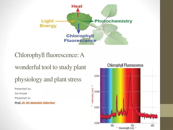 chlorophyll fluorescence a wonderful tool to study plant physiology and plant stress