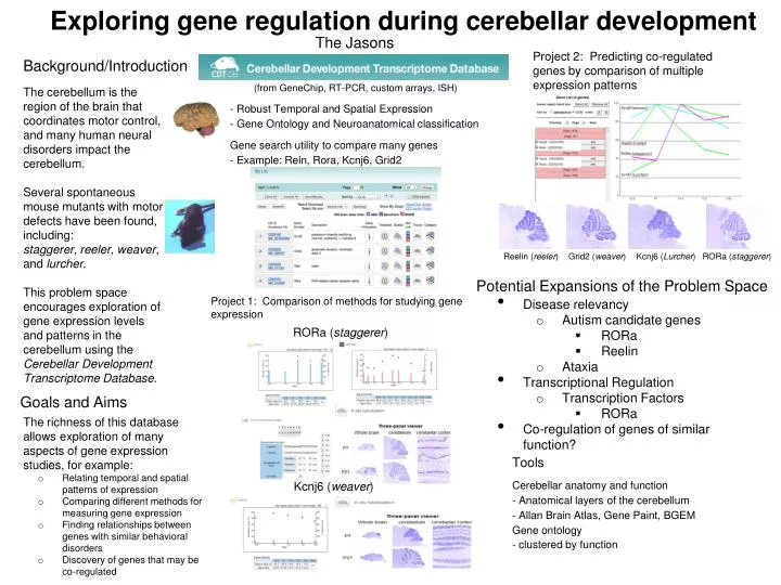 exploring gene regulation during cerebellar development