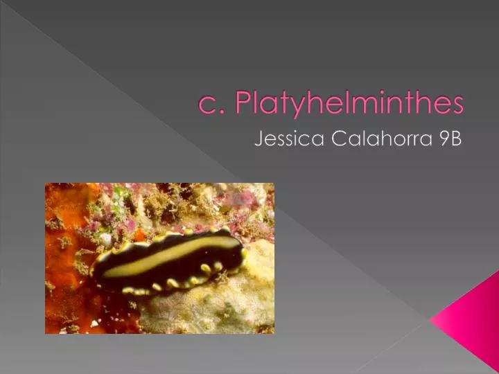 c platyhelminthes