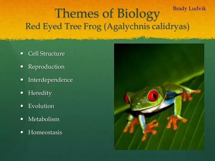 themes of biology red eyed tree frog agalychnis calidryas