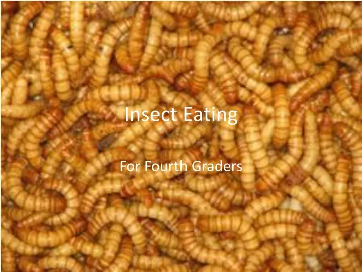 insect eating