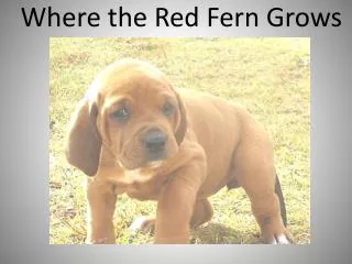 Where the Red Fern Grows