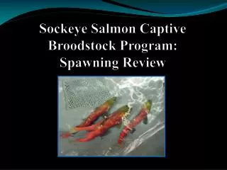 Sockeye Salmon Captive Broodstock Program: Spawning Review