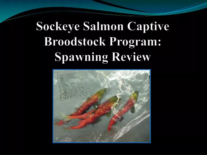 sockeye salmon captive broodstock program spawning review