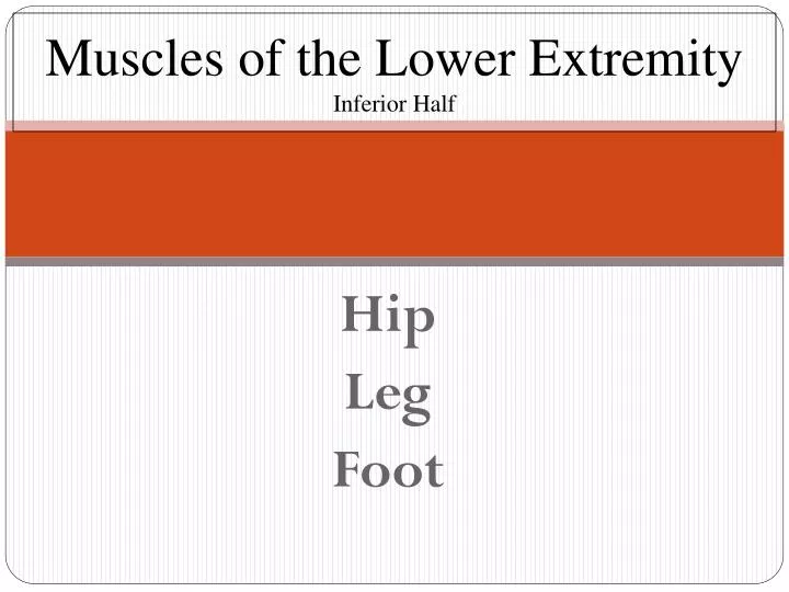 muscles of the lower extremity inferior half