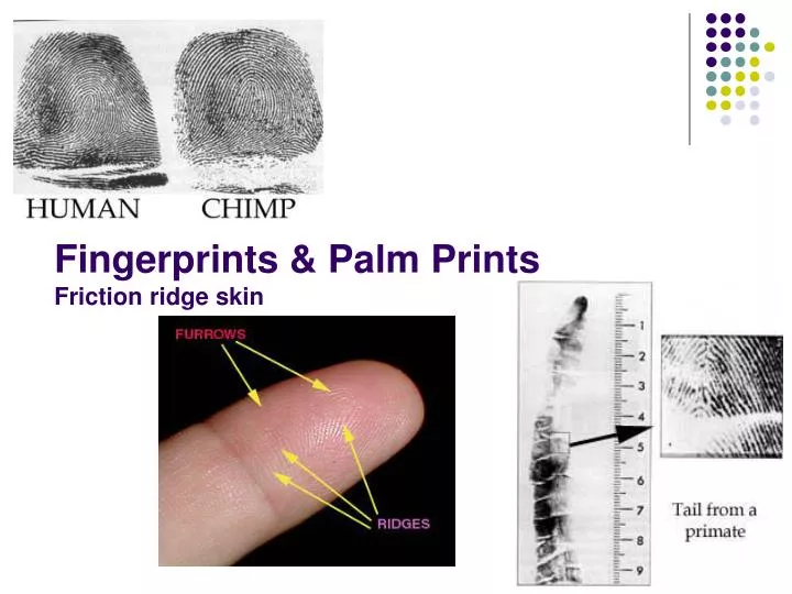 fingerprints palm prints friction ridge skin