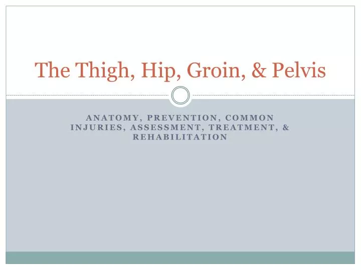 the thigh hip groin pelvis