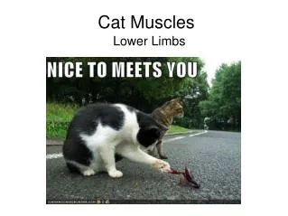 Cat Muscles