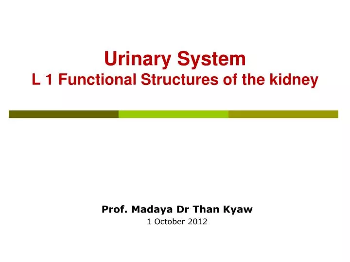 urinary system l 1 functional structures of the kidney