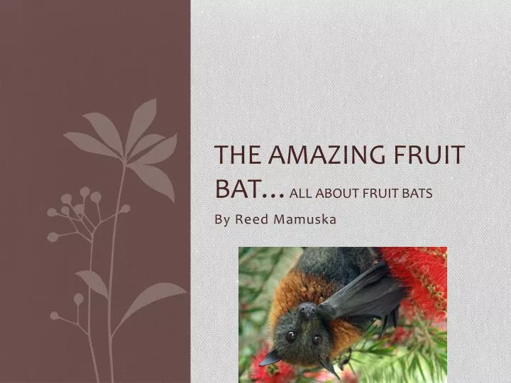 the amazing fruit bat all about fruit bats