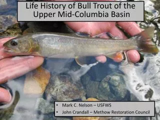 Life History of Bull Trout of the Upper Mid-Columbia Basin