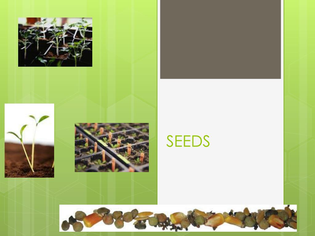 PPT - SEEDS PowerPoint Presentation, free download - ID:1887048