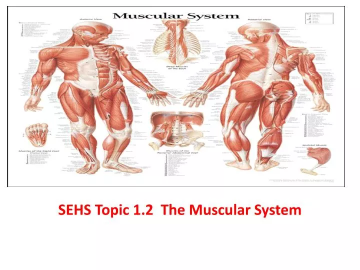 sehs topic 1 2 the muscular system