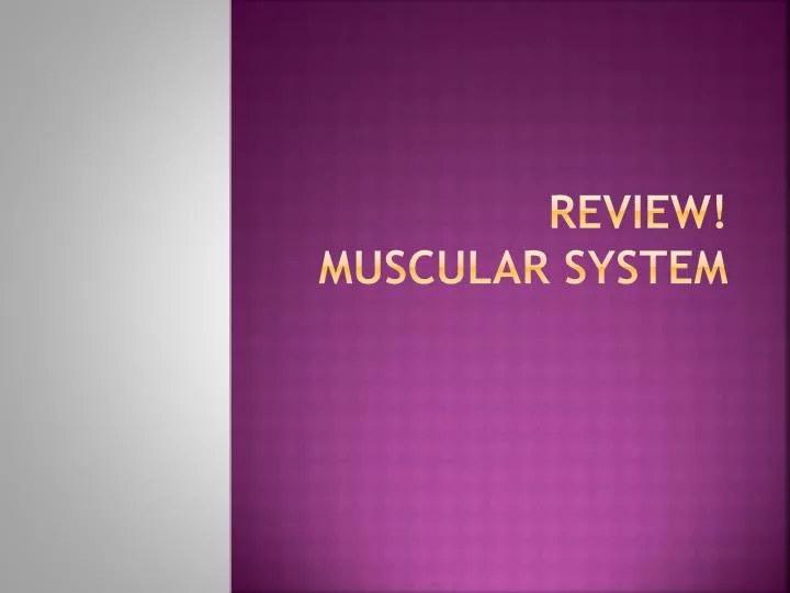 review muscular system