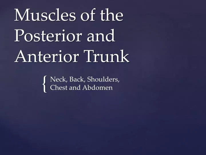 muscles of the posterior and anterior trunk