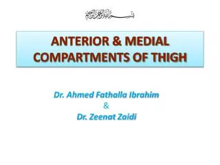 ANTERIOR &amp; MEDIAL COMPARTMENTS OF THIGH