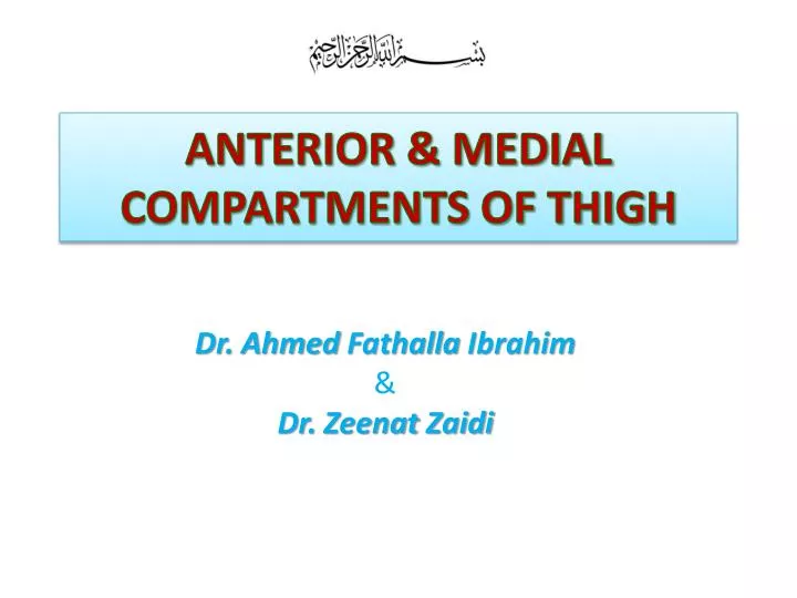 anterior medial compartments of thigh
